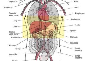 cardimage_6870348_-151371010803002